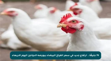 76 جنيهًا.. ارتفاع جديد في سعر الفراخ البيضاء ببورصة الدواجن اليوم الأربعاء